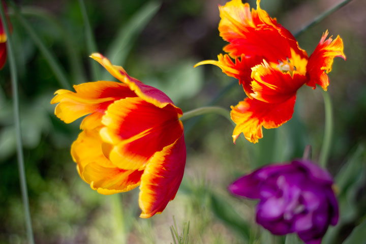 120-Fiery Flowers.jpg